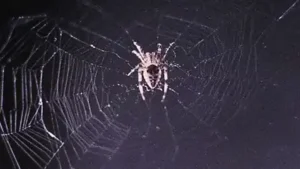 In 1973, NASA sent two spiders into space to test web-building without gravity: How Arabella