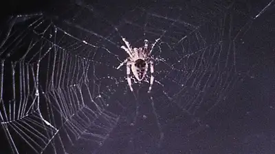 In 1973, NASA sent two spiders into space to test web-building without gravity: How Arabella