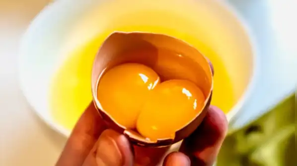 So, if you are wondering why an egg sometimes contains two yolks, it is important to understand
