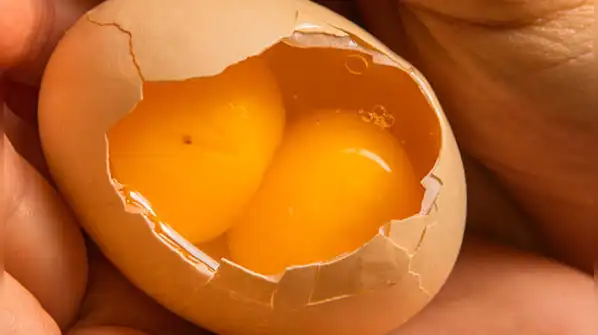 So, if you are wondering why an egg sometimes contains two yolks, it is important to understand