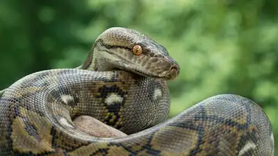 Jodie Foster the python is 23-years-old and weighs a hefty 50kg