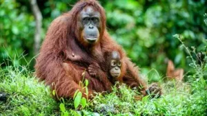 The highs and lows of 2026 — A rare orangutan population was discovered - then 58 died months later