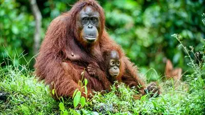 The highs and lows of 2026 — A rare orangutan population was discovered - then 58 died months later