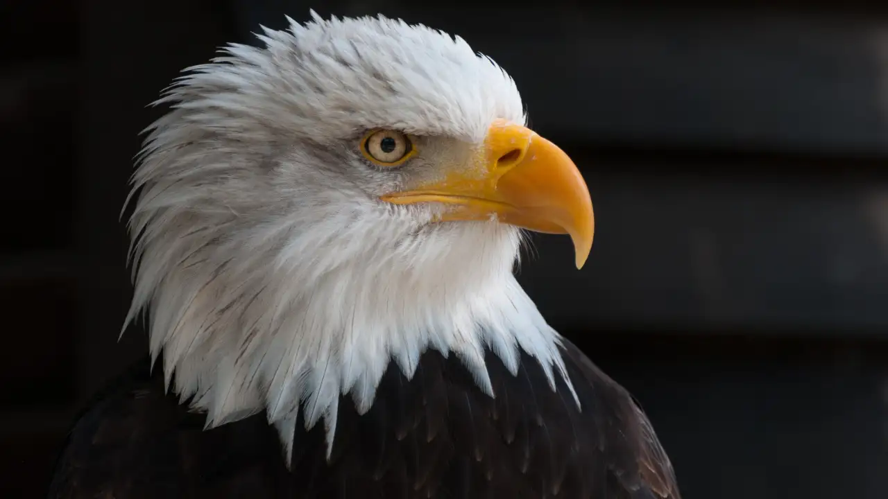 Louisiana announces $20,000 reward after bald eagle is fatally shot near Lake Peigneur