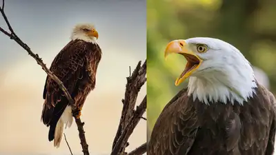 Louisiana announces $20,000 reward after bald eagle is fatally shot near Lake Peigneur