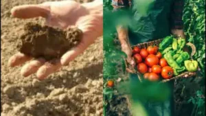An Oregon farmer grew tomatoes, potatoes, squash, garlic and beans: The wider industry impact