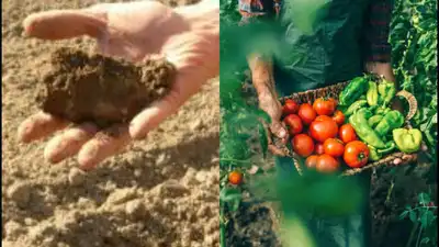 An Oregon farmer grew tomatoes, potatoes, squash, garlic and beans: The wider industry impact