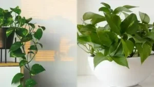 Do you often feel confused while walking into a local nursery, as it is surprisingly easy