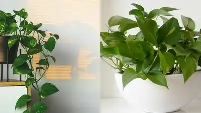 Do you often feel confused while walking into a local nursery, as it is surprisingly easy