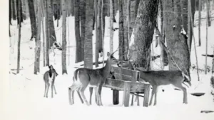 Hundreds of deer and turkeys starved over the two winters that followed, a grim coda to a herd