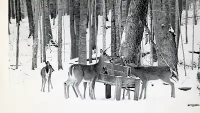 Hundreds of deer and turkeys starved over the two winters that followed, a grim coda to a herd