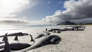 Researchers examined pilot whales stranded around Hawaii over 13: The wider industry impact