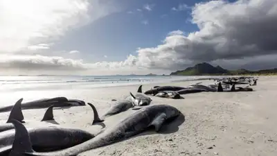Researchers examined pilot whales stranded around Hawaii over 13: The wider industry impact