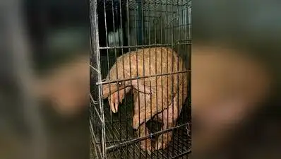 Indian pangolin rescued from residential area in Coimbatore: The wider industry impact