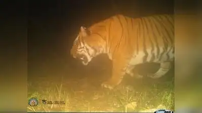 Buxa will become the country’s 13th tiger reserve to take up such: The wider industry impact