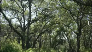2,300-Acre Napa Ranch Bought for $24M After 17-Year Vineyard Battle: The wider industry impact