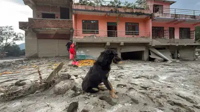 A dog rests on muddy ground in front of a damaged house after flash flooding in the Devighat