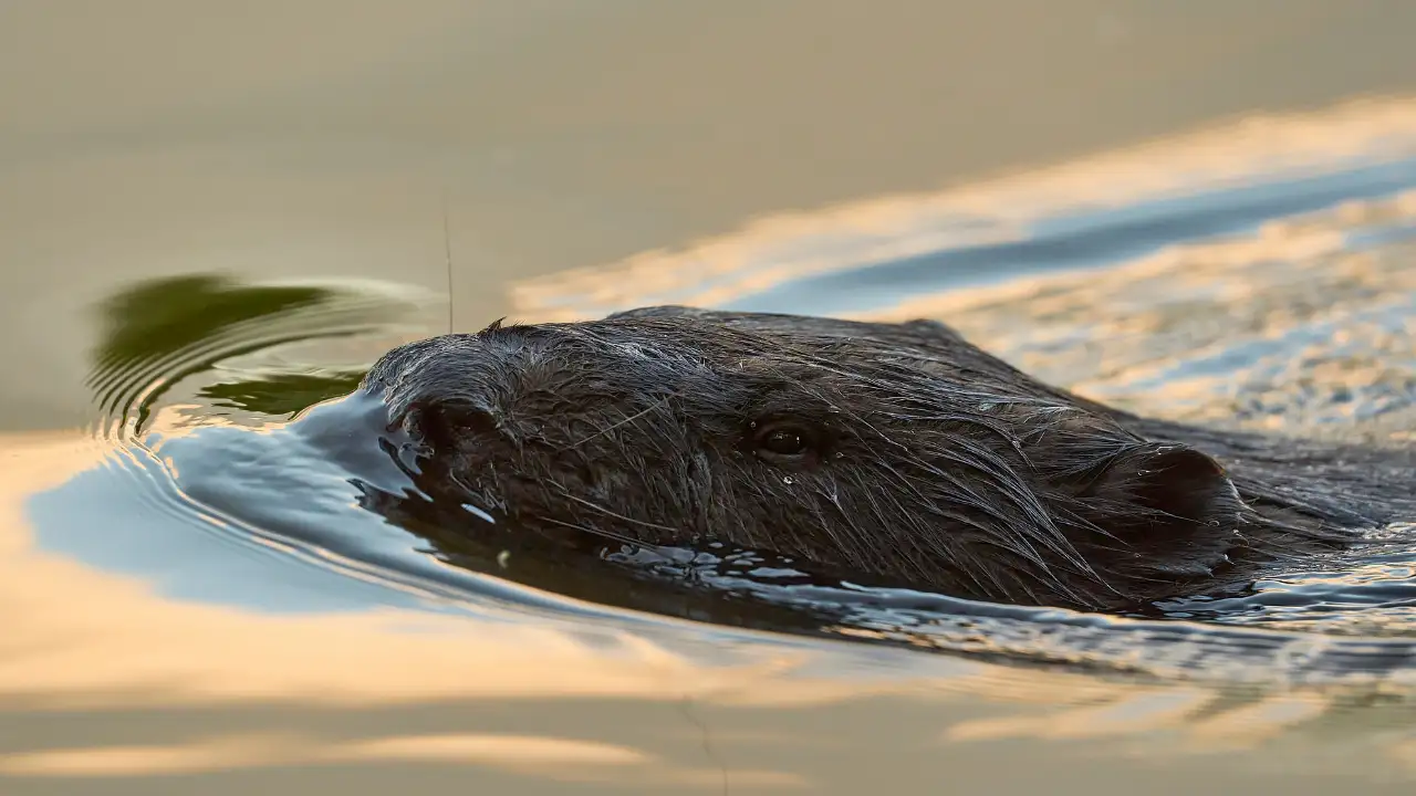 For the first time in more than 500 years, wild beaver kits have: The wider industry impact
