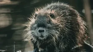 For the first time in more than 500 years, wild beaver kits have: The wider industry impact