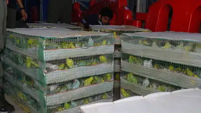 Mumbai CSMT haul sparks animal cruelty probe — 2,100 birds, 7 cages, 32-hour journey