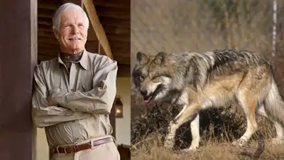 In 1997, Ted Turner opened his New Mexico ranch to endangered Mexican wolves; the facility became