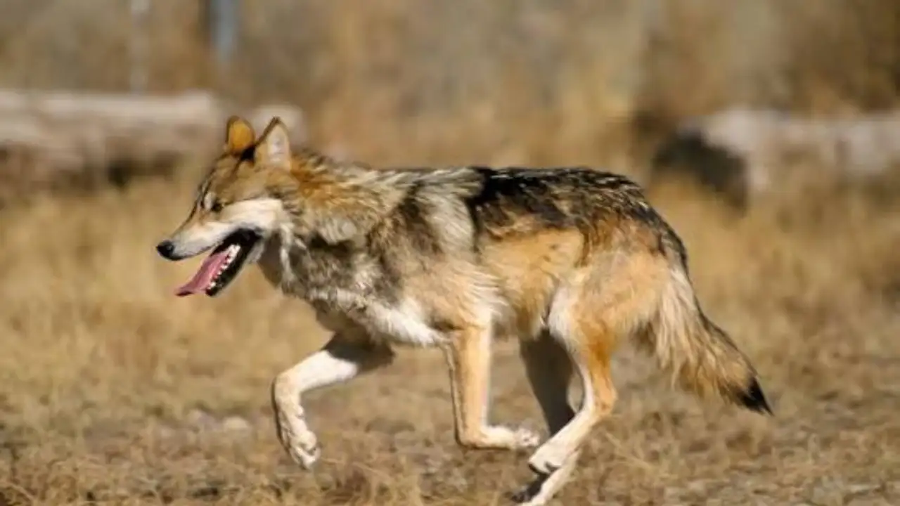 In 1997, Ted Turner opened his New Mexico ranch to endangered Mexican wolves; the facility became