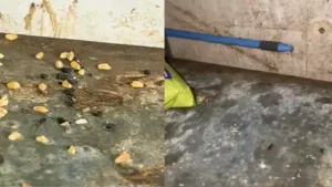Mumbai FDA cracks down on Swiggy Instamart store, mithai shops — Rodent droppings, live