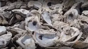 Discarded oyster shells from San Antonio restaurants and events are: The wider industry impact