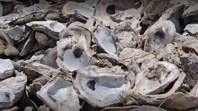 Discarded oyster shells from San Antonio restaurants and events are: The wider industry impact