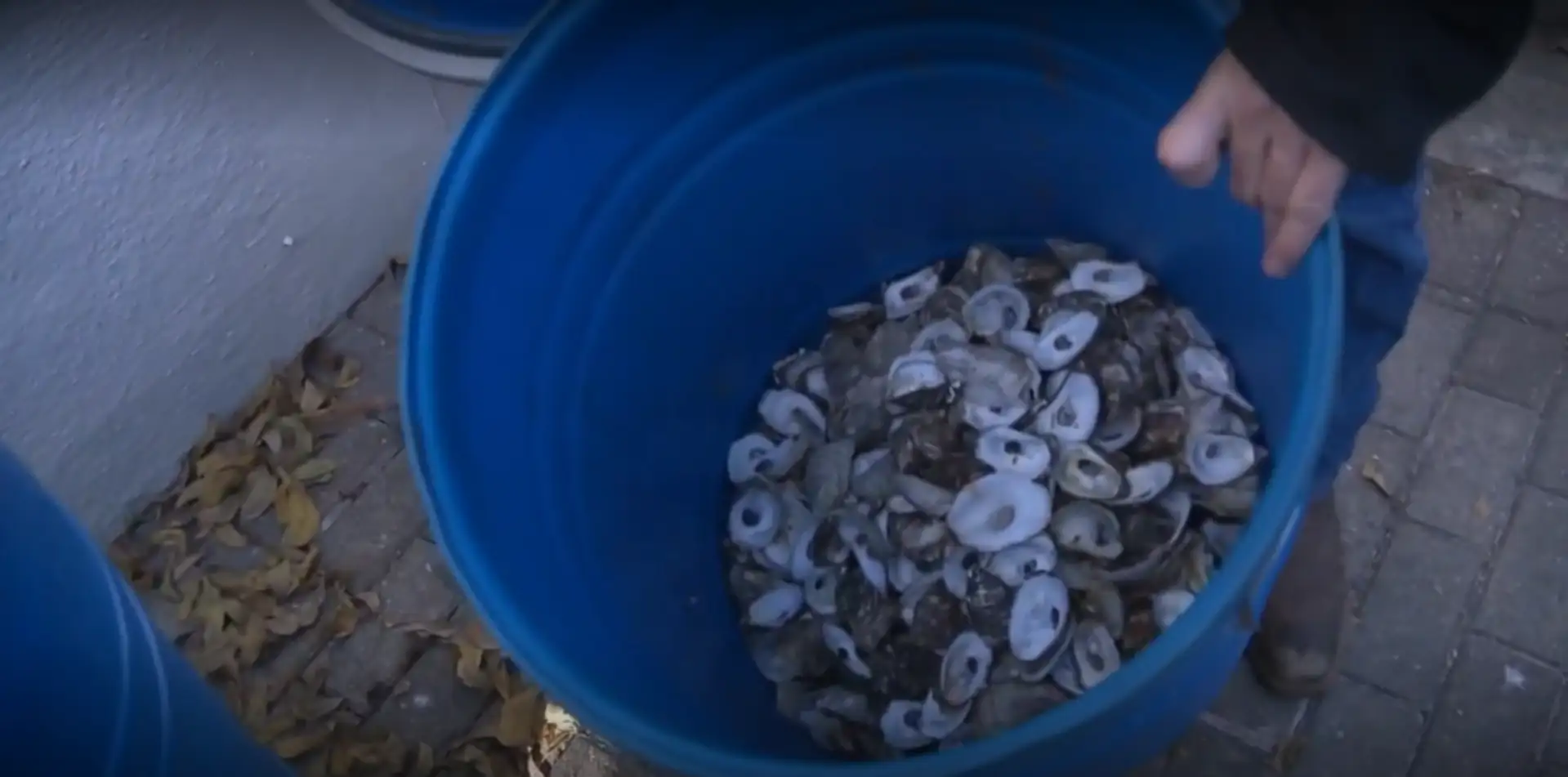 Discarded oyster shells from San Antonio restaurants and events are: The wider industry impact