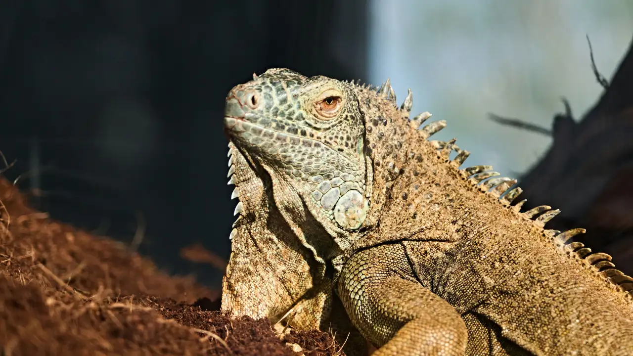 Boca Raton council votes 3-2 to impose $100 minimum fine for feeding iguanas, rats, mice