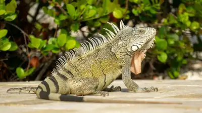 Boca Raton council votes 3-2 to impose $100 minimum fine for feeding iguanas, rats, mice