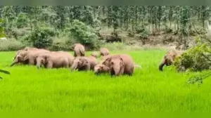A 43-year-old man was killed by an elephant on Wednesday morning while collecting mushrooms