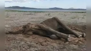 A 15-year-old female elephant was found dead in the Bhavanisagar: The wider industry impact