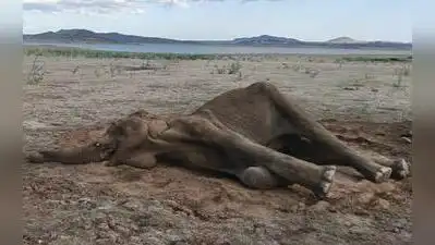 A 15-year-old female elephant was found dead in the Bhavanisagar: The wider industry impact