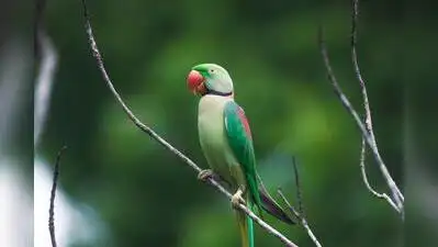 Nearly 2,100 budgerigars—commonly called budgies or parakeets—were transported in seven cages