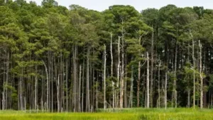 As part of the program, the Sugg family planted 240 acres of former: The wider industry impact