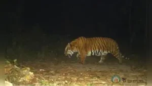 Kolkata: They want tigers back in Buxa — but they do not want to live in fear of them