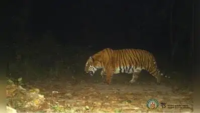 Kolkata: They want tigers back in Buxa — but they do not want to live in fear of them