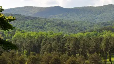 An 8,000-acre South Carolina forest was bought for conservation: The wider industry impact