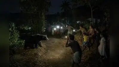 A bear strayed into a village near Nenmara | AI image: The wider industry impact