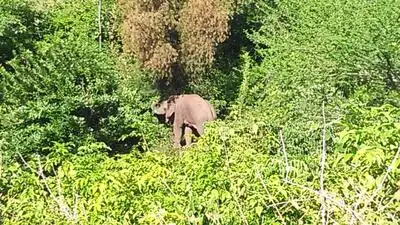 State seeks ESA cut to 8,591 sq km, limited to forests