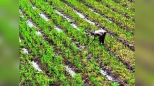 Mumbai: The El Nino phenomenon has left its mark on Maharashtra: The wider industry impact