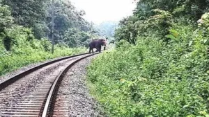 NGO serves legal notice over elephant deaths on rail tracks in Walayar