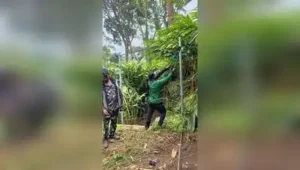 I dukki: The forest department has begun removing illegal fencing erected in the Chinnakanal