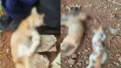 Nearly 20 cats were found killed and mutilated in Chembur's Panjrapole area