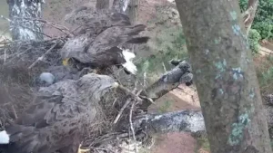Their parents were among the white-tailed eagles released in England: The wider industry impact