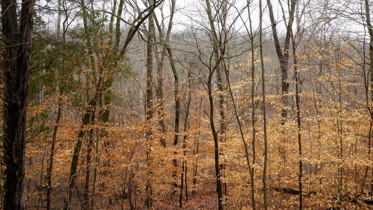 Dan and Zita Elrod bought a wooded property overlooking Tennessee’s Duck River nearly
