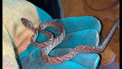 Rare cat snake rescued near Cuddalore: The wider industry impact