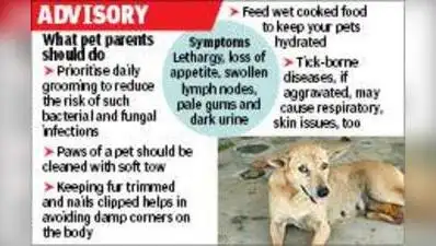 Pets battle tick uptick in rainy season: The wider industry impact